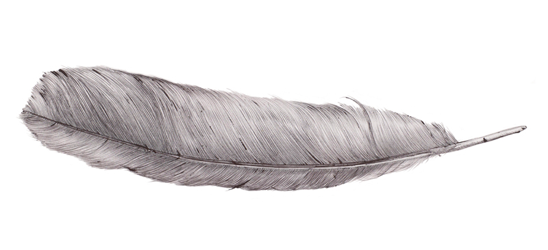 Feather